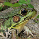 Green Frog