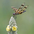 Halloween Pennant