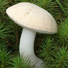 Pallid Bolete
