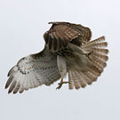 Red-tailed Hawk