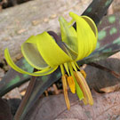 Trout Lily